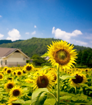 Sunflower Field - Obrázkek zdarma pro 128x160