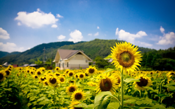 Fondo de pantalla Sunflower Field
