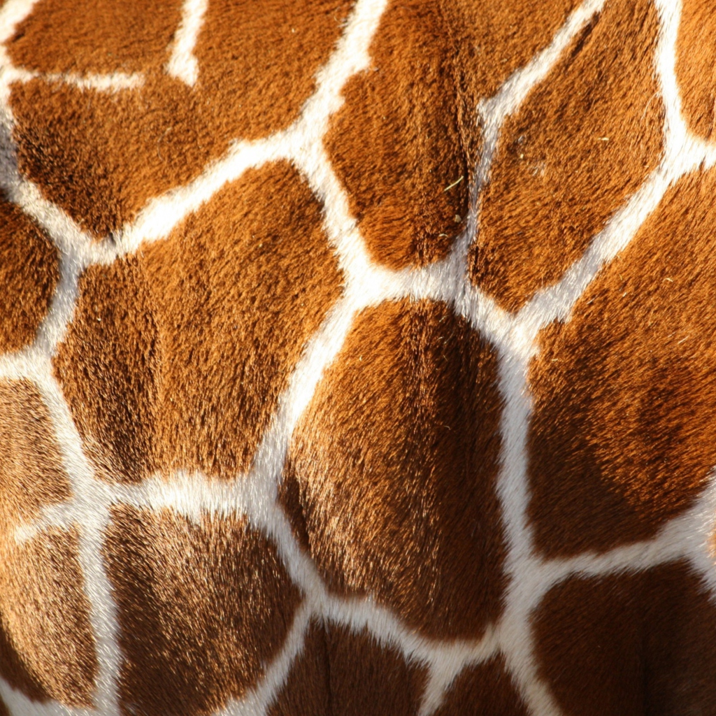 Giraffe wallpaper 1024x1024