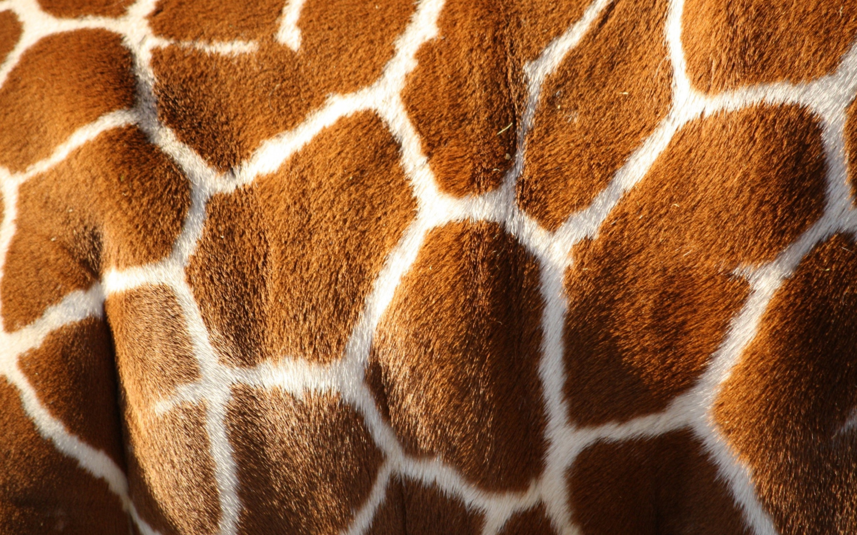 Giraffe wallpaper 1680x1050