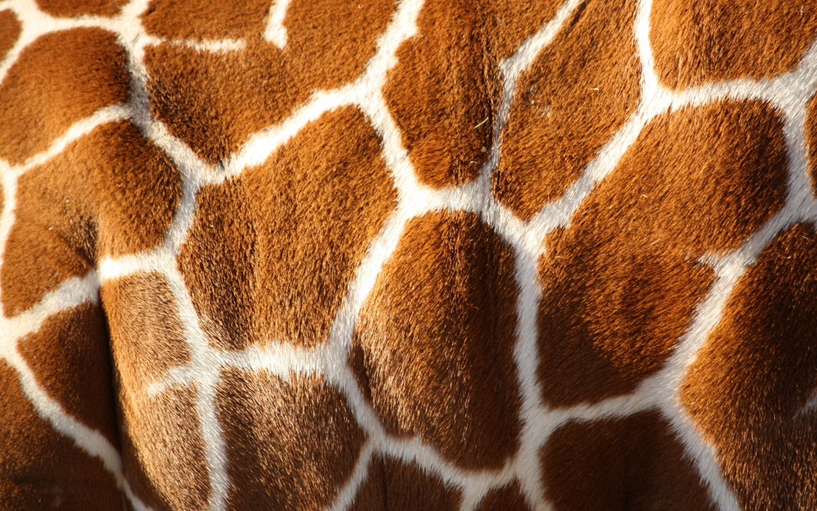 Обои Giraffe 1680x1050