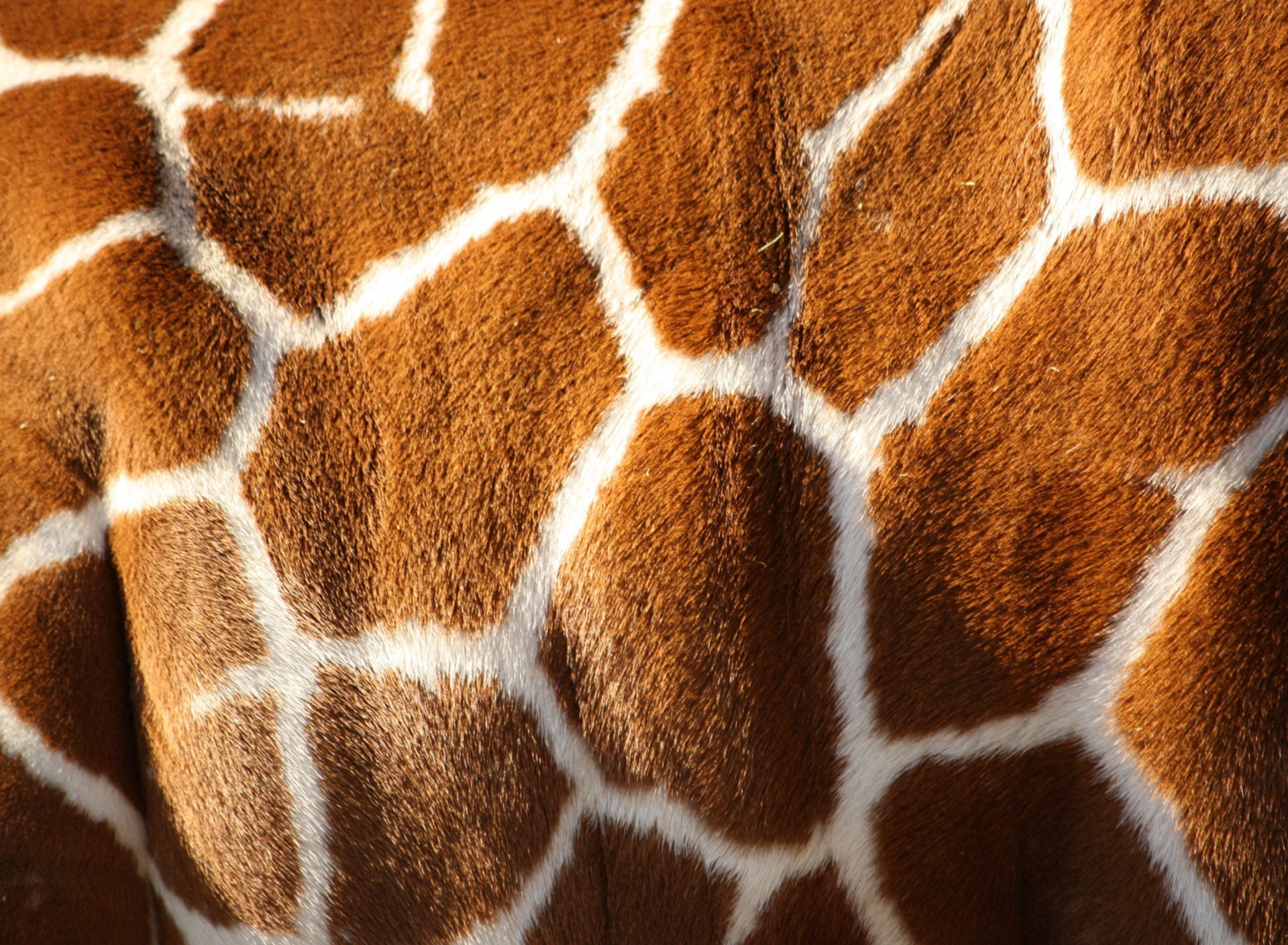 Fondo de pantalla Giraffe 1920x1408