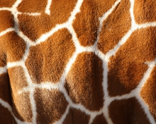 Sfondi Giraffe 220x176