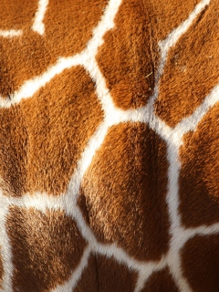 Sfondi Giraffe 240x320