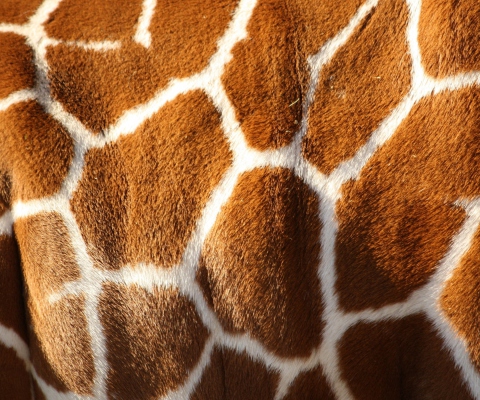 Sfondi Giraffe 480x400
