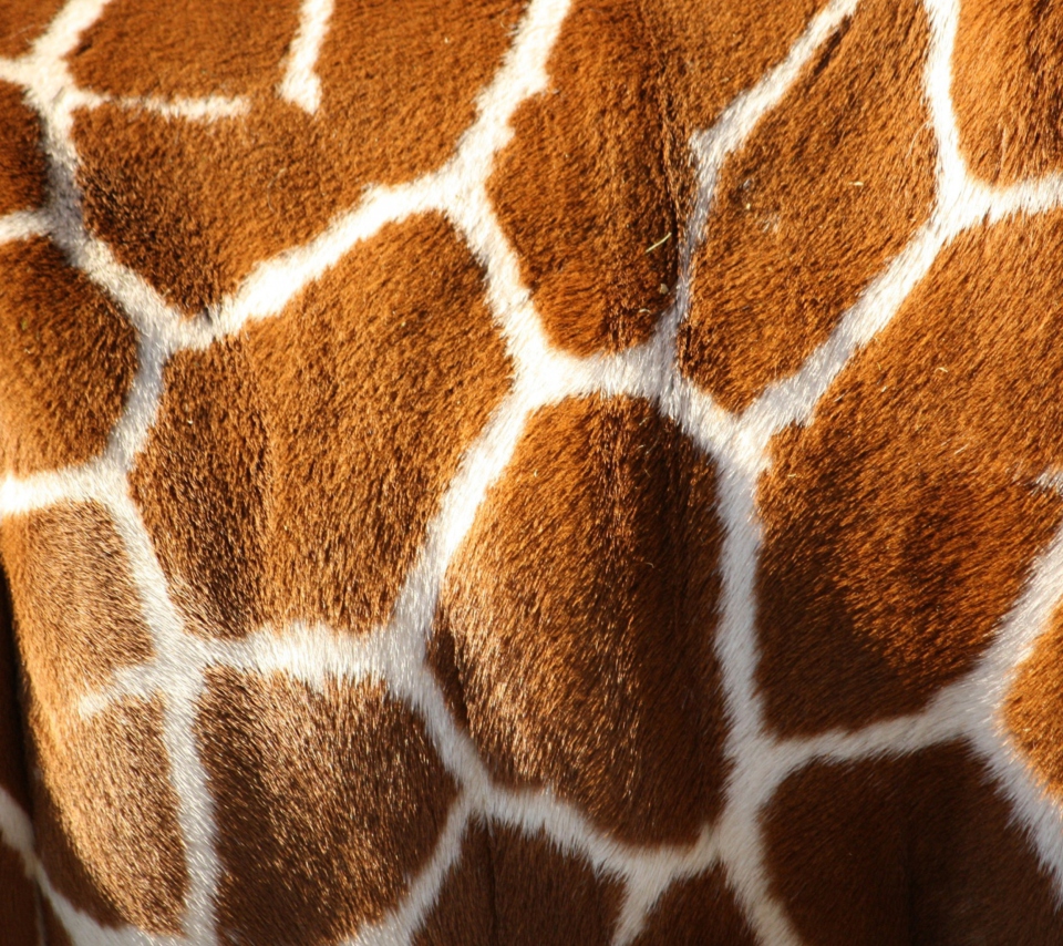 Das Giraffe Wallpaper 960x854