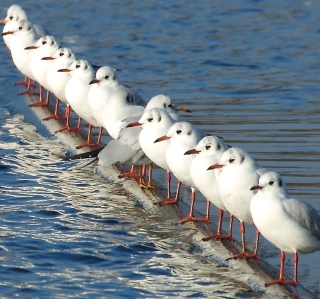 White Seagulls papel de parede para celular para iPad