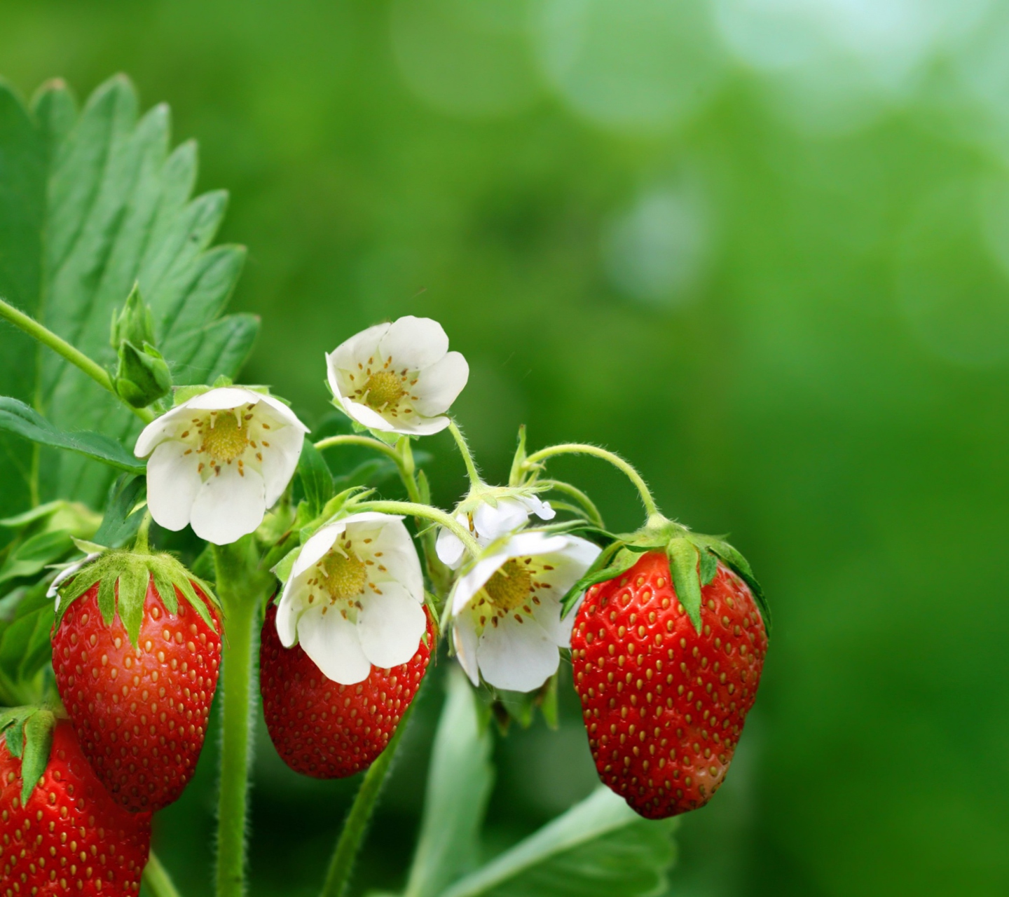 Screenshot №1 pro téma Strawberry Flowers 1440x1280