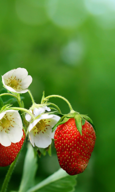 Strawberry Flowers wallpaper 480x800