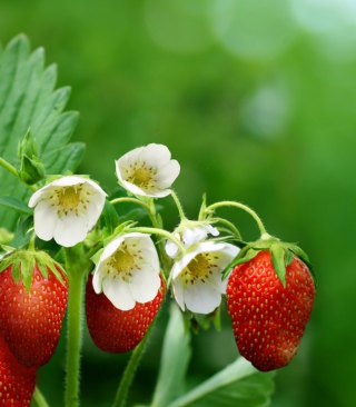 Strawberry Flowers sfondi gratuiti per Nokia Asha 306