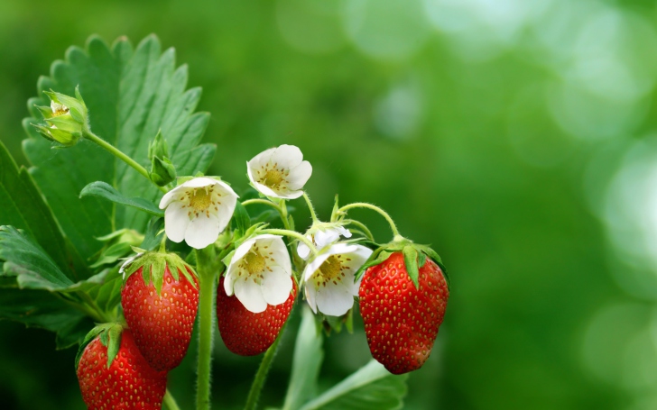 Das Strawberry Flowers Wallpaper