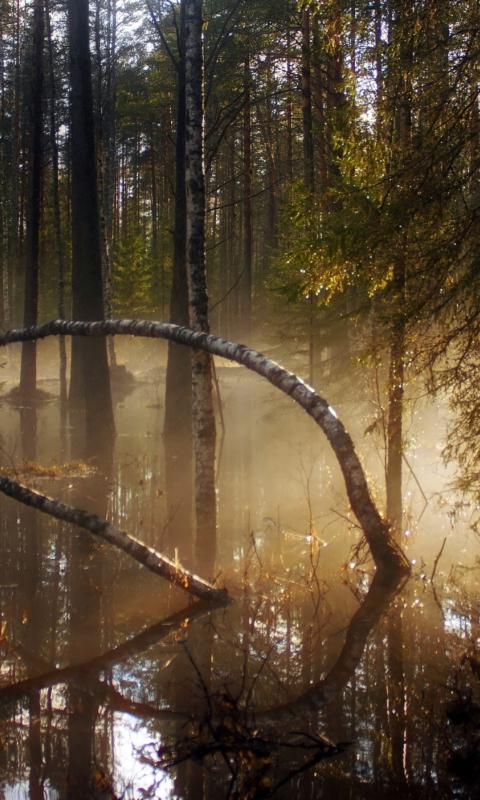 Das Morning In Forest Wallpaper 480x800