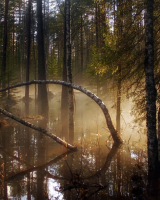Morning In Forest - Obrázkek zdarma pro iPhone 5S