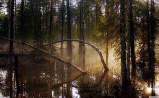 Morning In Forest - Obrázkek zdarma pro 1024x600