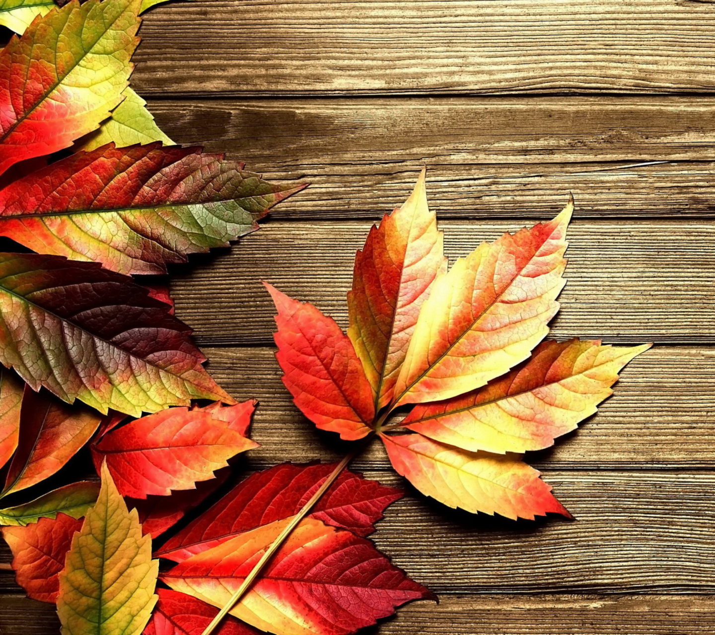Das Autumn Leaves Wallpaper 1440x1280