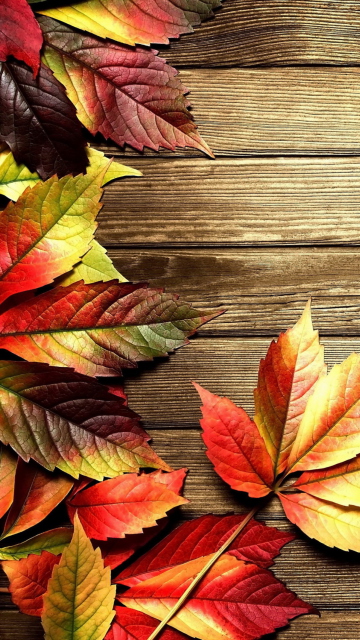 Fondo de pantalla Autumn Leaves 360x640