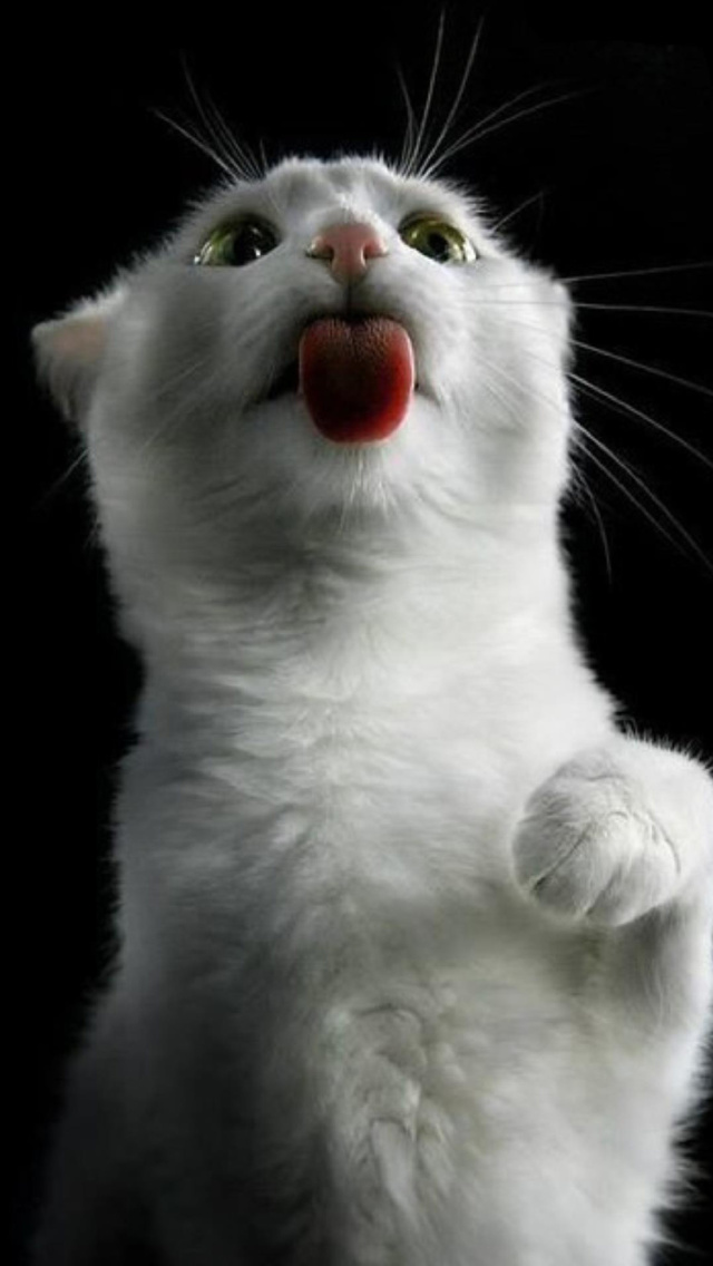 Screenshot №1 pro téma White Kitty 640x1136