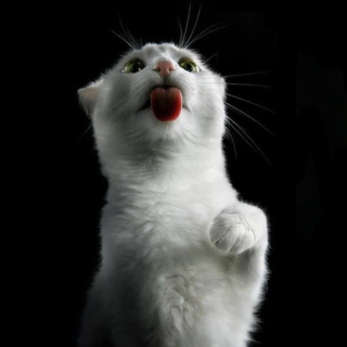 White Kitty - Obrázkek zdarma pro iPad