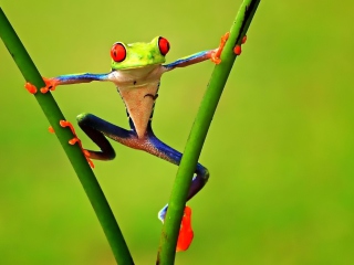 Bright Frog screenshot #1 320x240