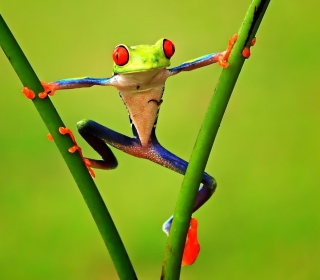 Bright Frog papel de parede para celular para iPad Air