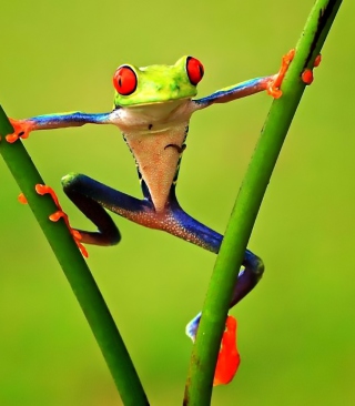 Bright Frog - Obrázkek zdarma pro Nokia C2-05