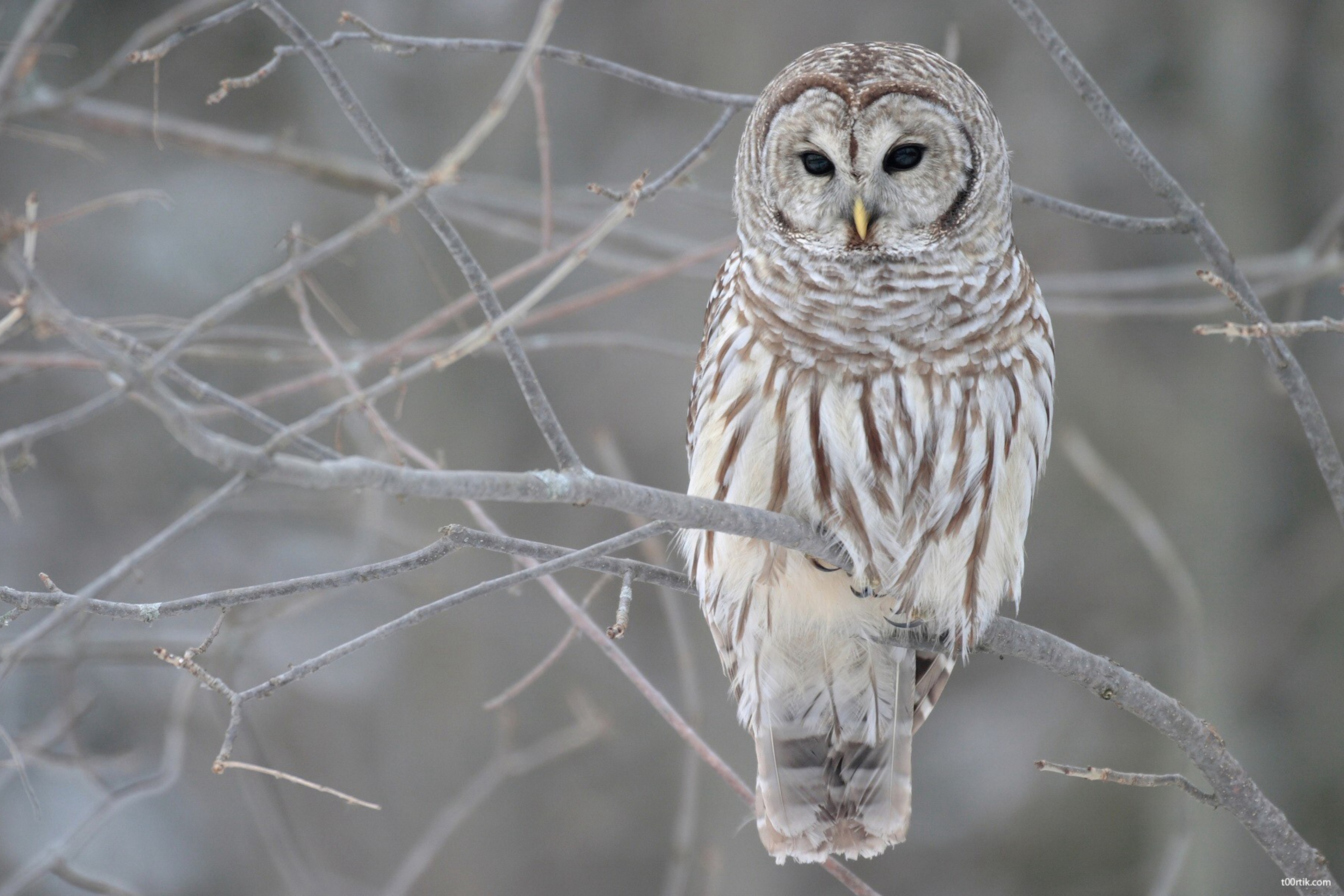 Fondo de pantalla Grey Owl 2880x1920