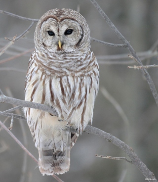 Grey Owl - Obrázkek zdarma pro 240x320