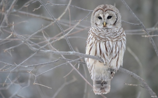 Grey Owl - Obrázkek zdarma pro Desktop 1920x1080 Full HD