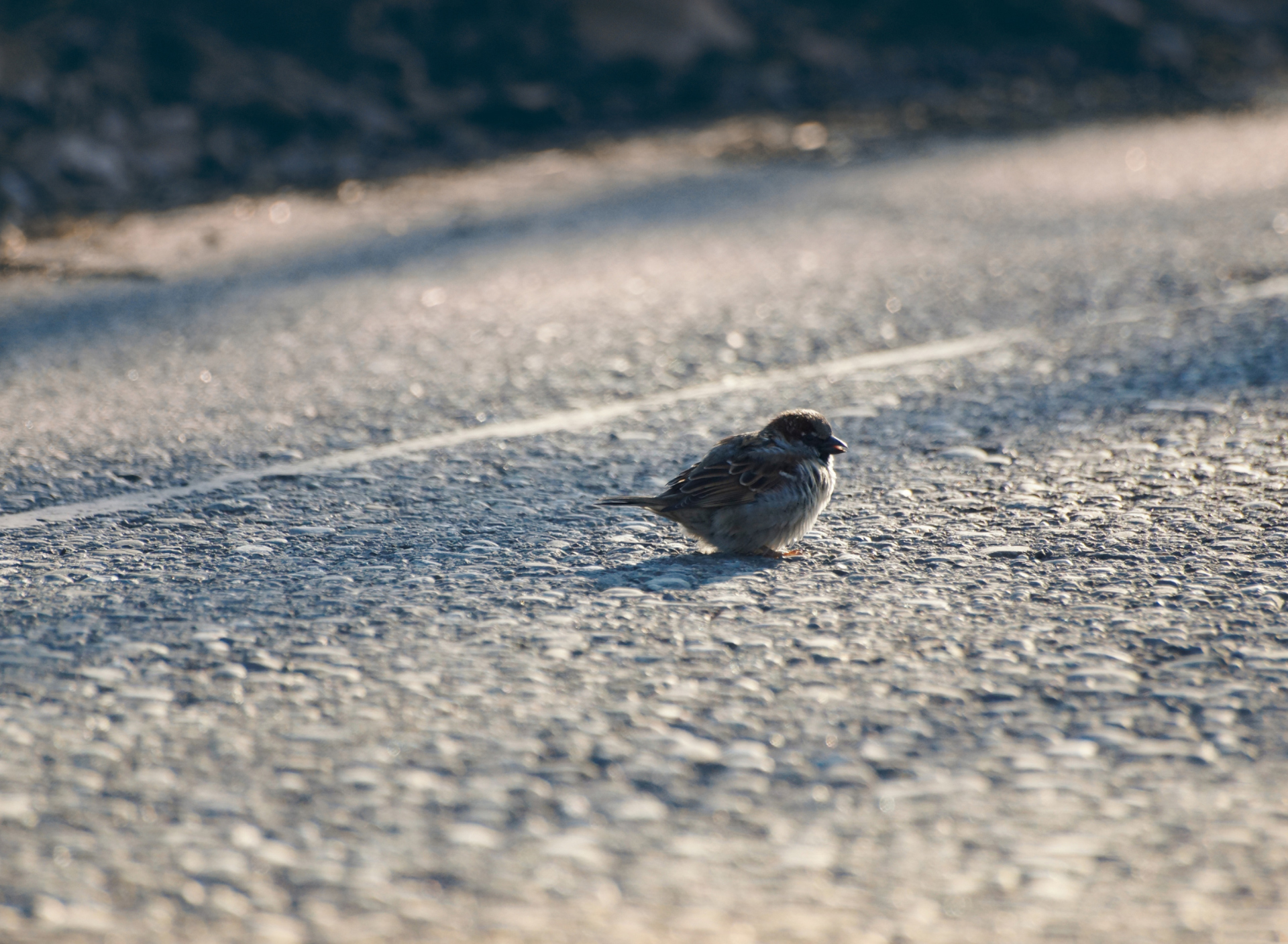 Sparrow wallpaper 1920x1408