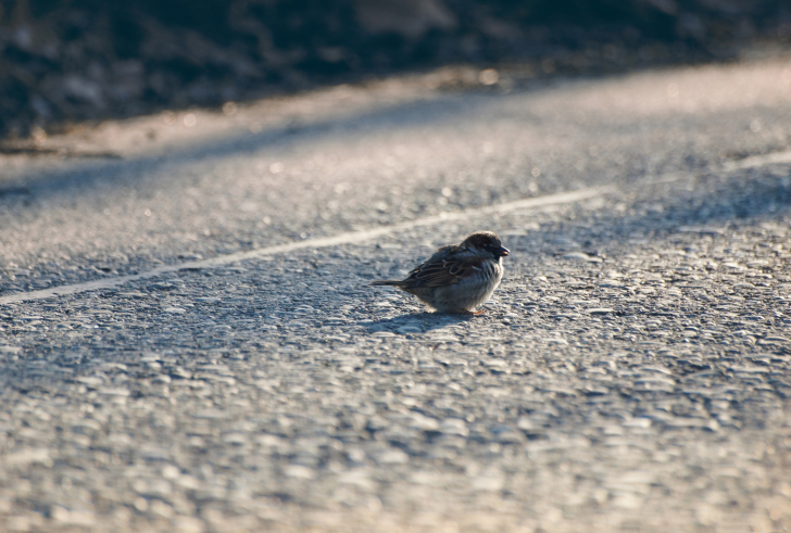 Sfondi Sparrow