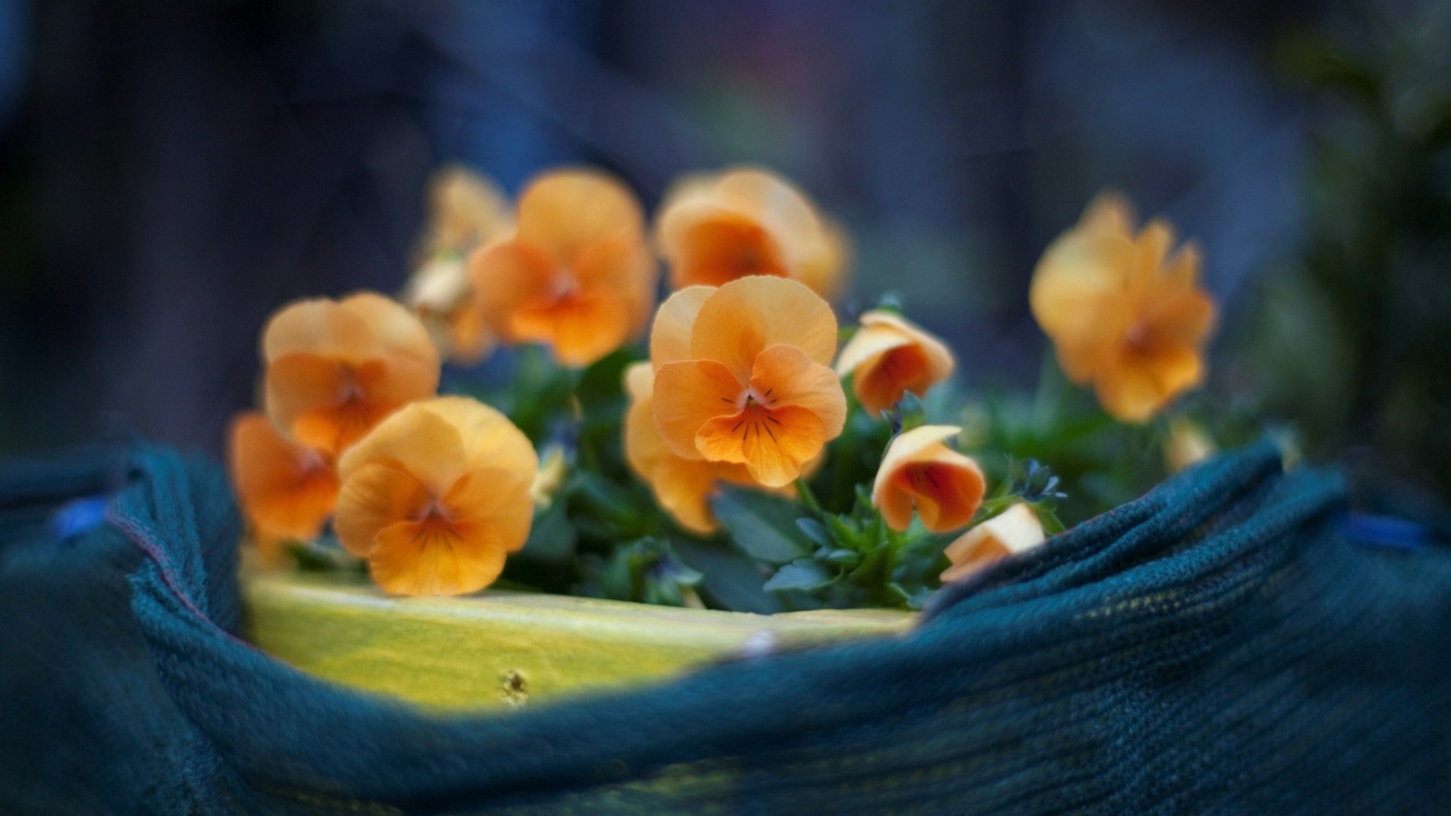 Orange Flowers screenshot #1 1600x900