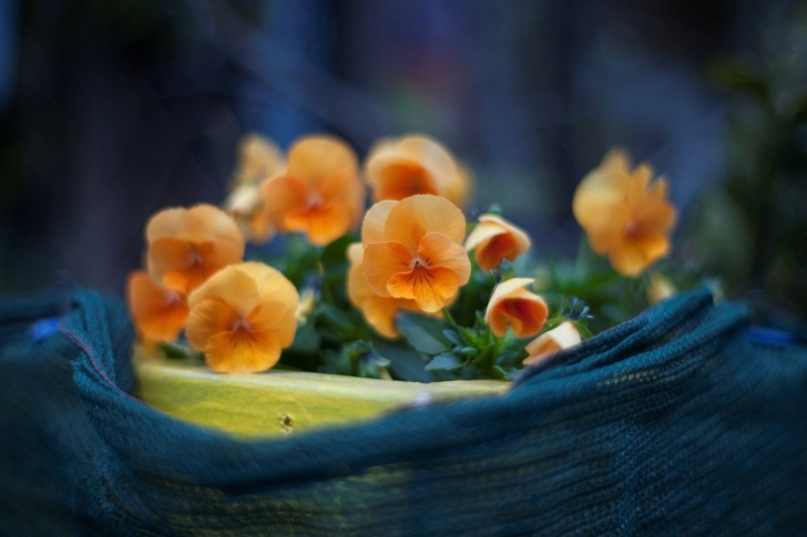 Orange Flowers wallpaper