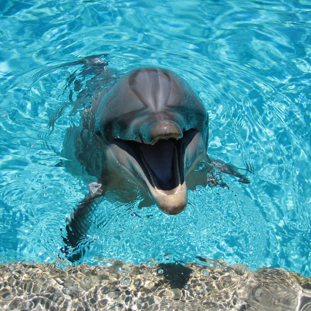 Fondo de pantalla Happy Dolphin 1024x1024