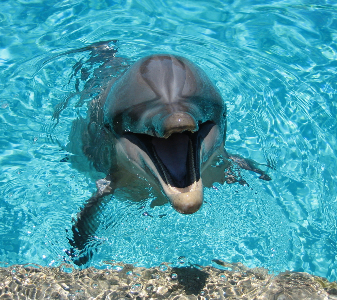 Fondo de pantalla Happy Dolphin 1080x960