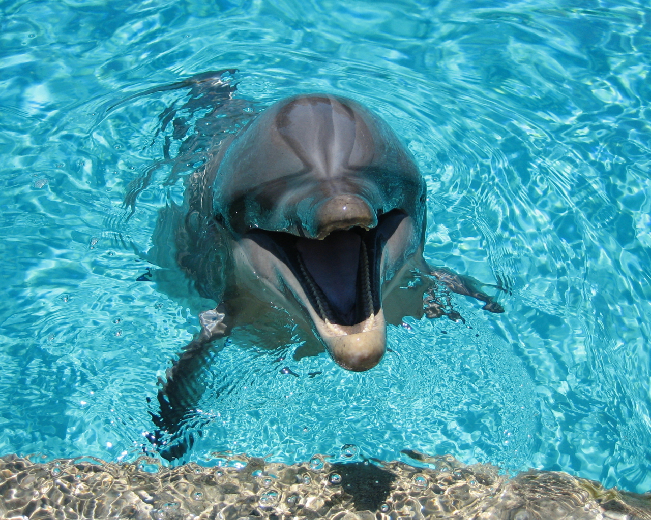 Happy Dolphin wallpaper 1280x1024