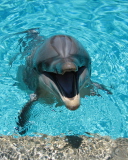 Das Happy Dolphin Wallpaper 128x160