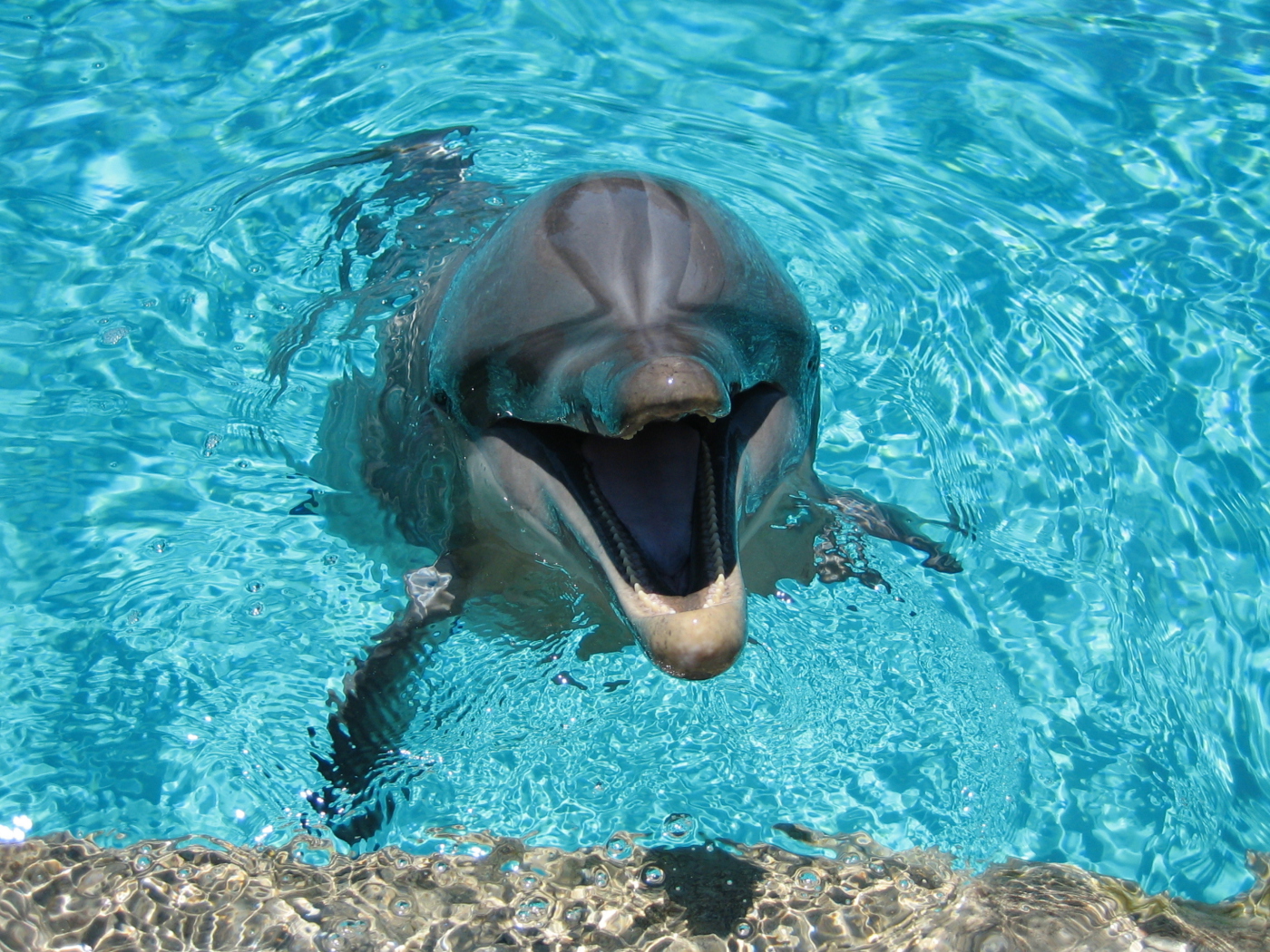 Fondo de pantalla Happy Dolphin 1400x1050