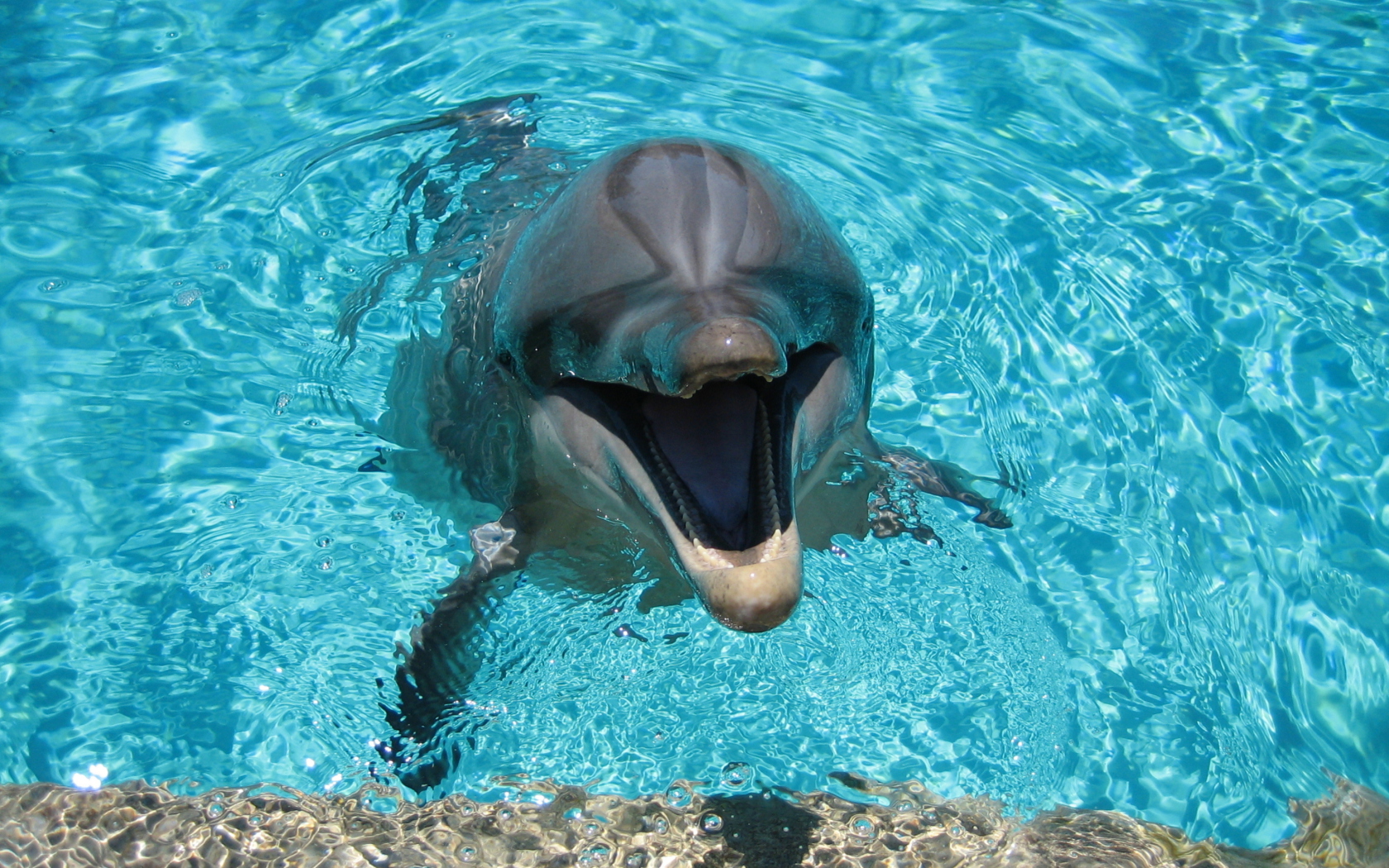 Fondo de pantalla Happy Dolphin 1680x1050