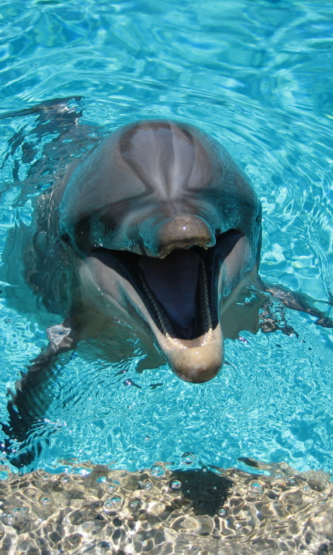 Sfondi Happy Dolphin 480x800