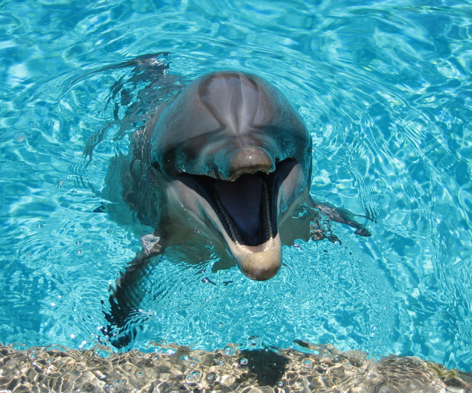 Fondo de pantalla Happy Dolphin 960x800