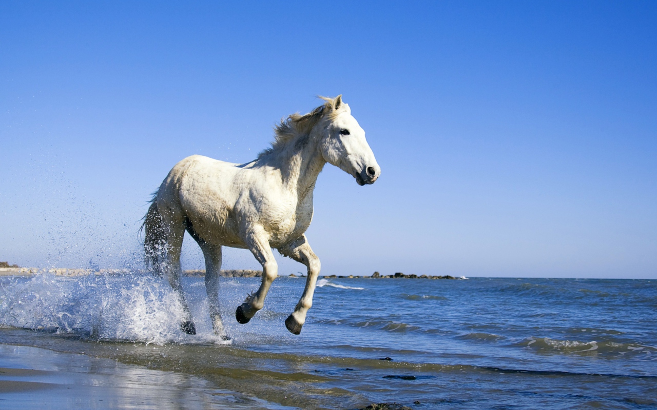 Fondo de pantalla White Horse 1280x800