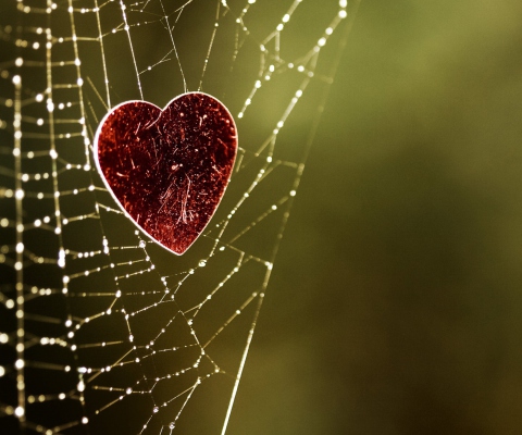 Heart And Spider Web wallpaper 480x400