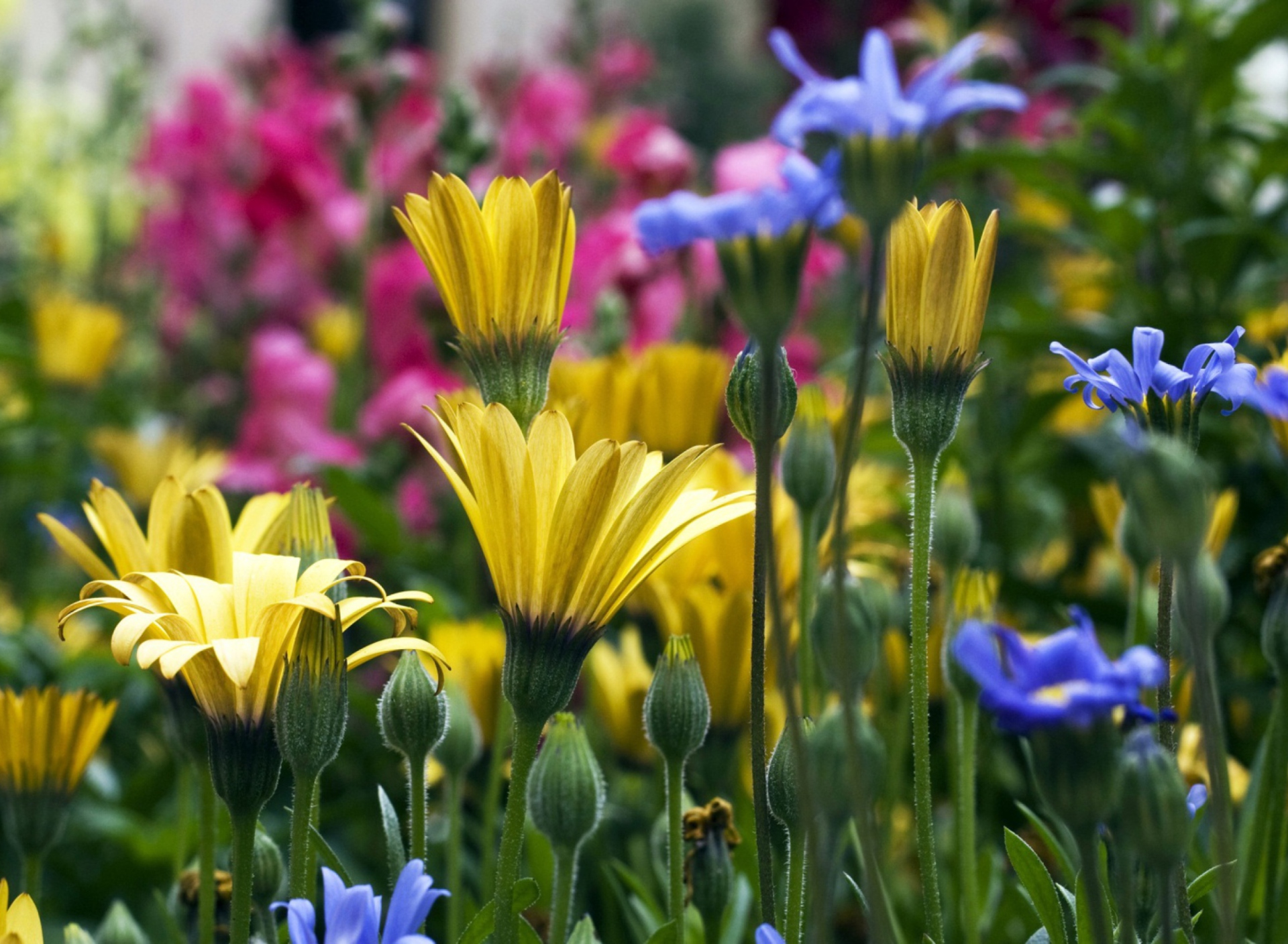 Sfondi Vail Flowers 1920x1408