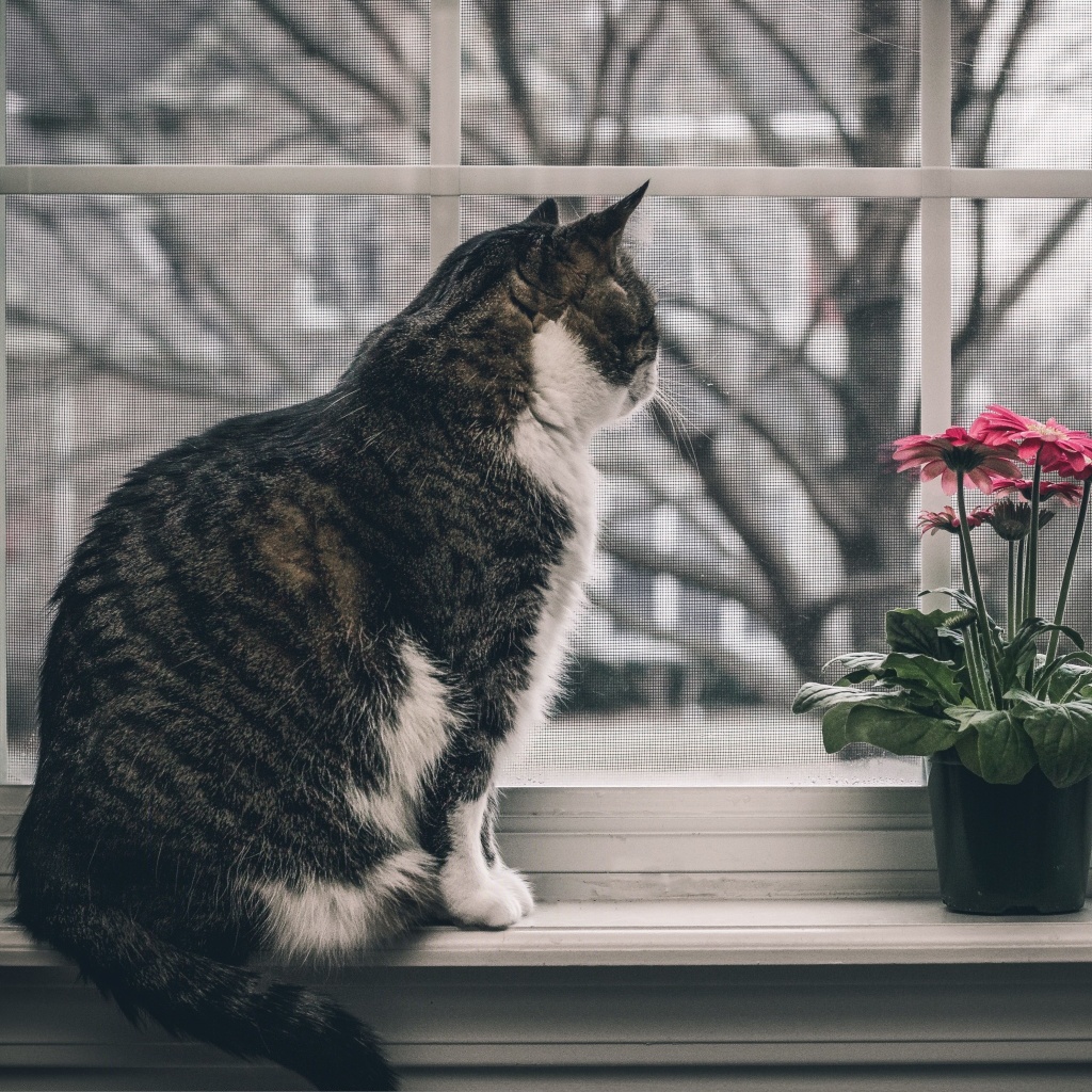 Das Cat on Window Wallpaper 1024x1024