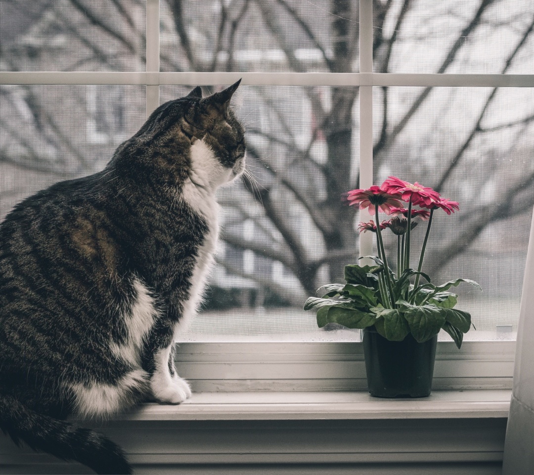 Cat on Window wallpaper 1080x960