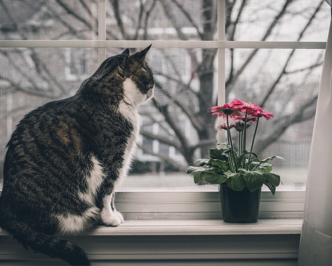 Cat on Window wallpaper 1280x1024