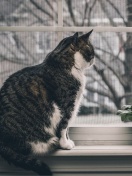 Sfondi Cat on Window 132x176