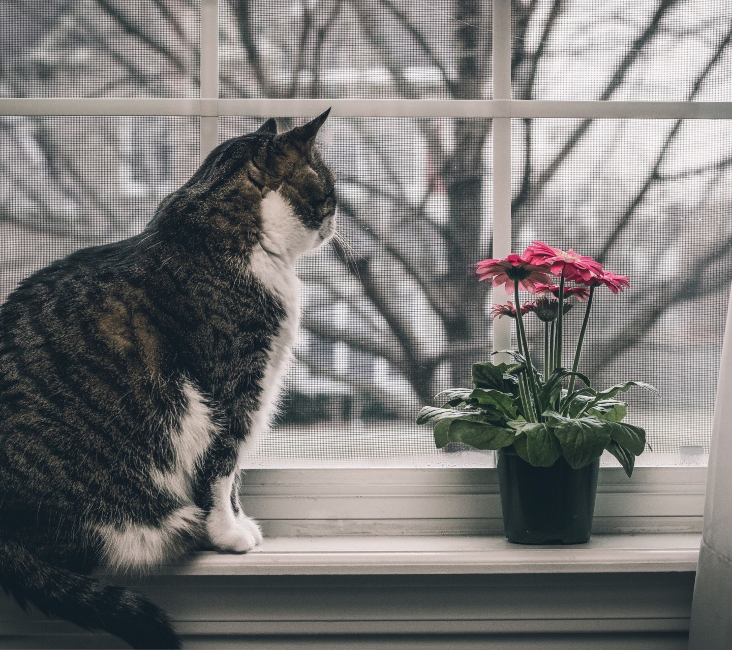 Обои Cat on Window 1440x1280