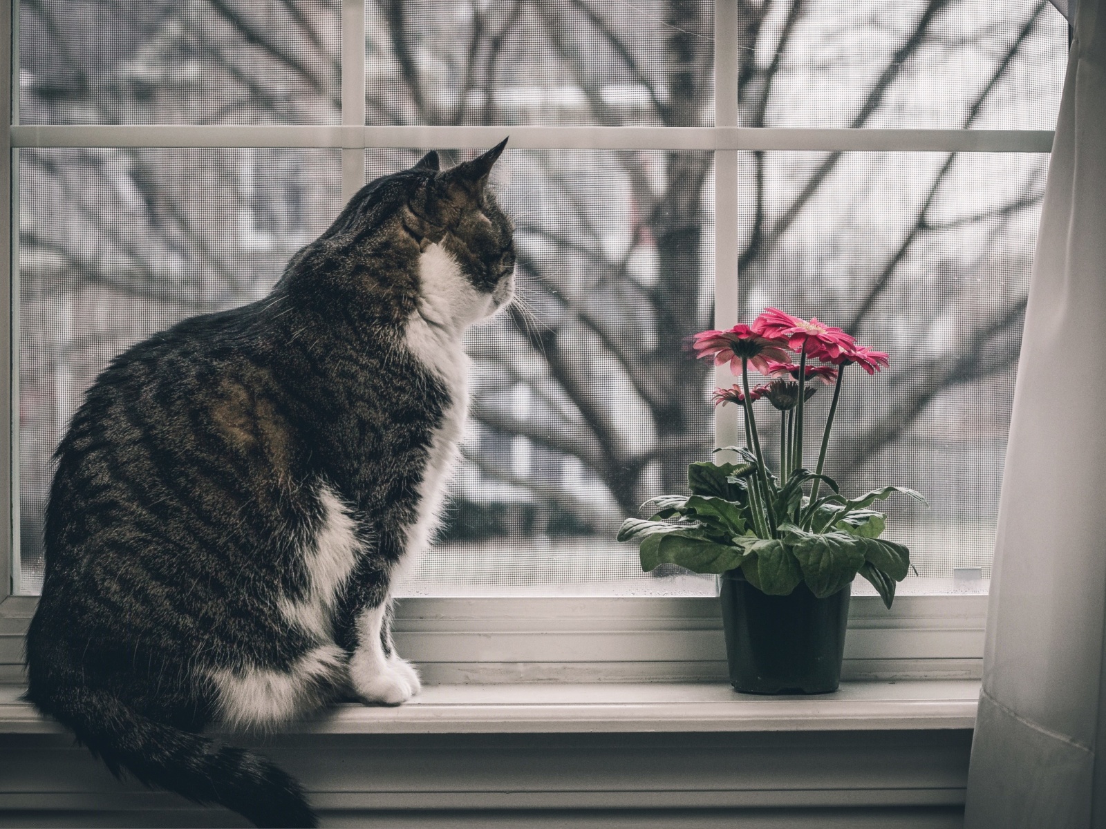 Das Cat on Window Wallpaper 1600x1200