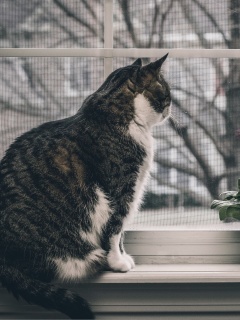 Обои Cat on Window 240x320